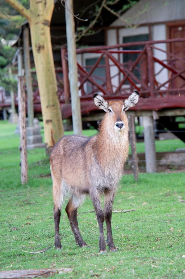 Lake Naivasha Crescent Camp מראה חיצוני תמונה