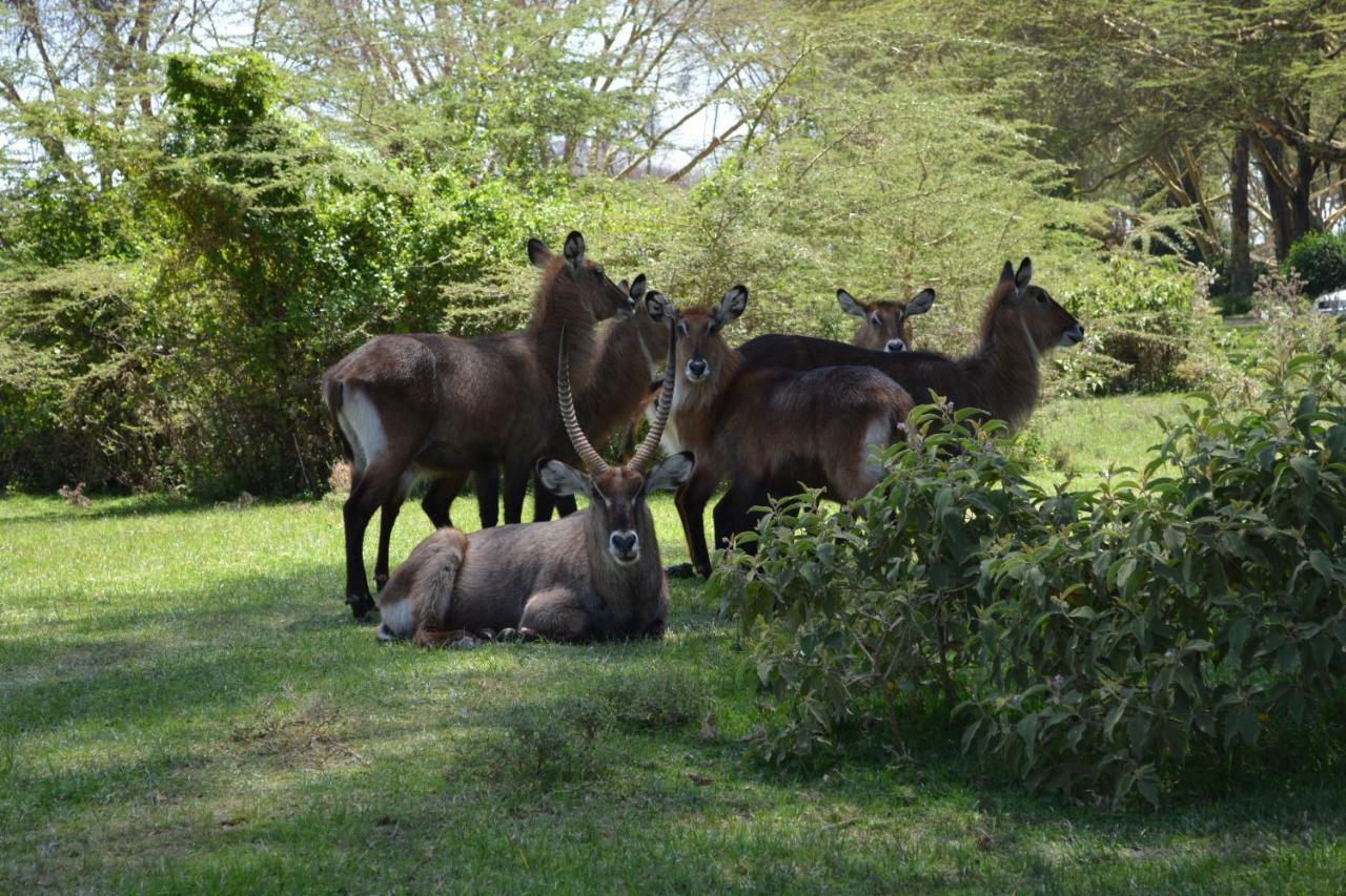 Lake Naivasha Crescent Camp מראה חיצוני תמונה