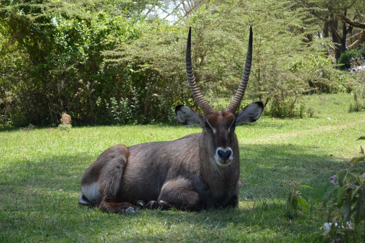 Lake Naivasha Crescent Camp מראה חיצוני תמונה